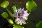 Цветущий водный гиацинт