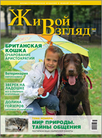Журнал